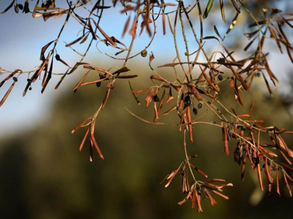 Παρουσία της Περιφέρειας Πελοποννήσου στη συνάντηση ανιπεριφερειαρχών αρμόδιων για τον πρωτογενή τομέα