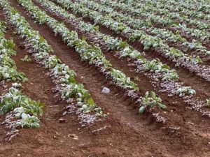 Ζημιές από τον παγετό στις καλλιέργειες στην Π.Ε. Μεσσηνίας