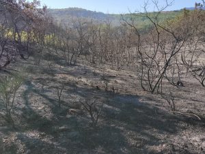 Οριοθετημένη πλέον η πυρκαγιά στο Ρούτσι του Δήμου Μεγαλόπολης