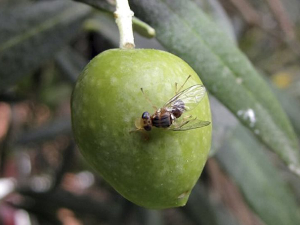 dakoktoniakap dakoprog daokpros dakoktonia