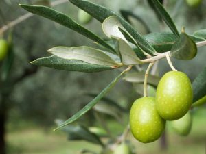 Αίτημα των φυτωριούχων της Κορινθίας προς το υπουργείο Αγροτικής Ανάπτυξης και Τροφίμων