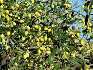 Ξεκινά αύριο Τετάρτη 28 Ιουνίου η εφαρμογή του φετινού προγράμματος δακοκτονίας στη Μεσσηνία