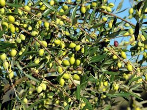 Οταν κριθεί από τους αρμόδιους γεωπόνους μπορούν να ξεκινήσουν οι ψεκασμοί για τον δάκο