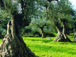 Οδηγίες από την ΔΑΟΚ Μεσσηνίας για την φυτοπροστασία της ελιάς