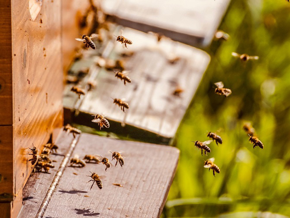 Οδηγίες από τη ΔΑΟΚ Μεσσηνίας προς τους μελισσοκόμους για την περίοδο του καύσωνα