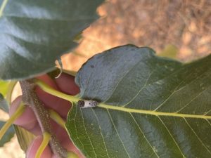 Πρώτα αποτελέσματα από την παρακολούθηση των πληθυσμών των εντόμων της καστανιάς του Πάρνωνα