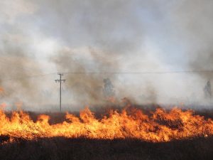 Σε κατάσταση έκτακτης ανάγκης η πυρόπληκτη περιοχή της Ασπροπουλιάς, στη Μεσσηνία
