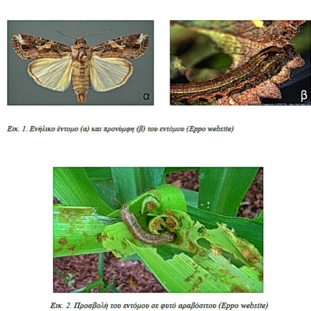 entomo collage scaled