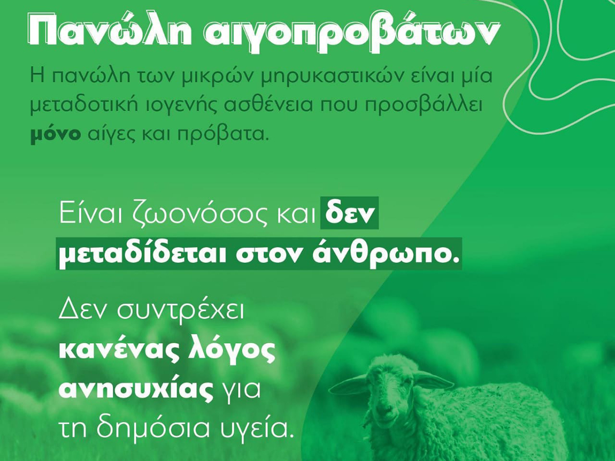 panoli aigoprovaton 2024 1