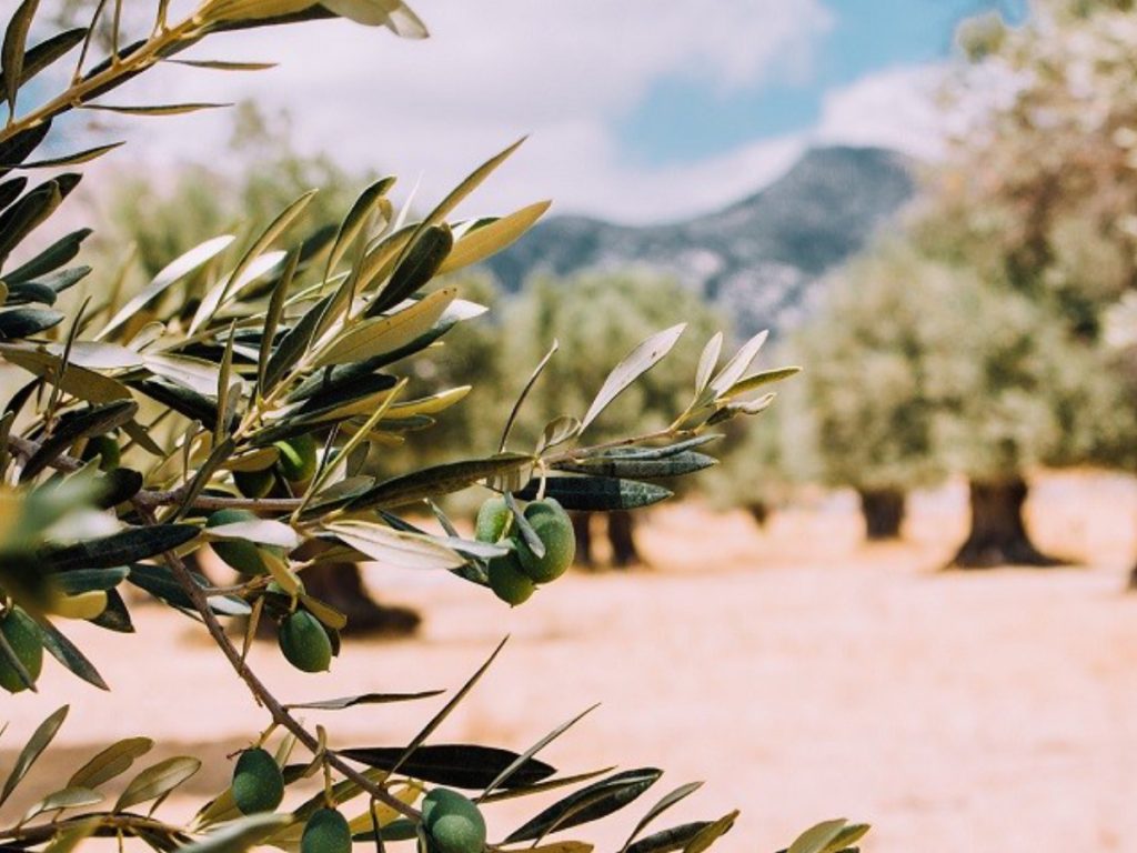 olivetrees 26